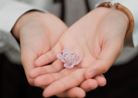 Close-up of hands gently holding a delicate pink flower symbolizing care and nature.